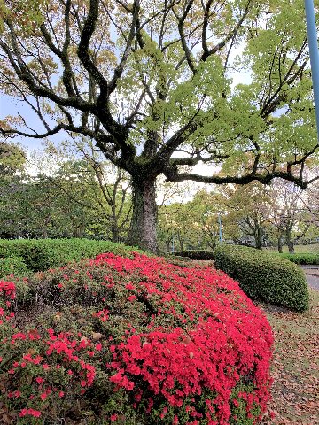 雨もせいもあって、桜の花びらはもうだいぶ散ってしまいました。でもちゃんともう次の主役ツツジが控えています。楠の大木を背景にしてクルメツツジの赤色が鮮やかです。