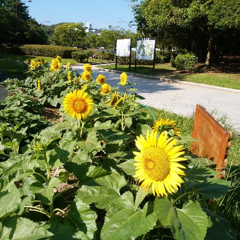 例の周回路脇の花壇では、子どもたちが育てている向日葵がもう咲いています。例年より花が大きい！