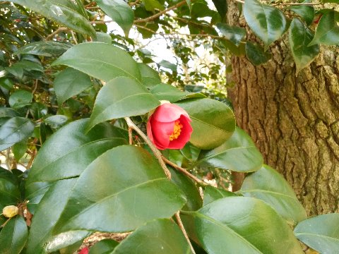 山茶花はずっと前から咲いていますが、ようやく椿が咲き始めました。個人的には椿の方が好きかな。