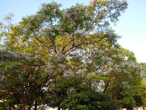 ラジオ体操をするバスケットボール場近くのセンダン（栴檀）の樹が満開の花を咲かせています。上品な薄紫色の花です。去年も書きましたが、ことわざの「センダンは双葉より芳し」は、ほんとはセンダンではなくビャクダン（白檀）だそうですね。