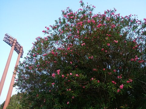 周回路脇のキョウチクトウ（夾竹桃）が盛りのようです。明日原爆忌を迎える広島市の花、というのは去年も書いた気がしますが、名前の由来が、葉が竹に似て花が桃に似ているから、というのも書いたかな？
