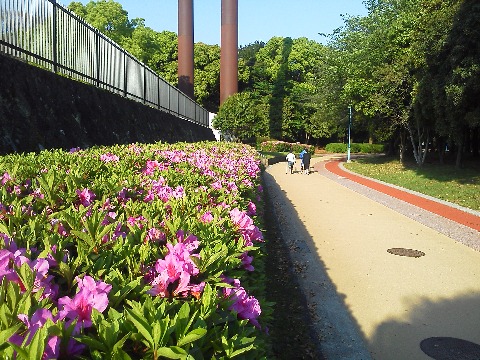 春日公園のツツジも，今が見ごろのようです．あちらこちらで咲いていますが，その中から２か所をご紹介しましょう．