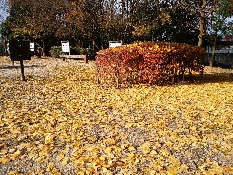 春日公園の木々も落葉が進んでいます。つい先日まで常緑樹の緑との対比で美しかったイチョウも、もうすっかり地上で黄金色のカーペットになっています。