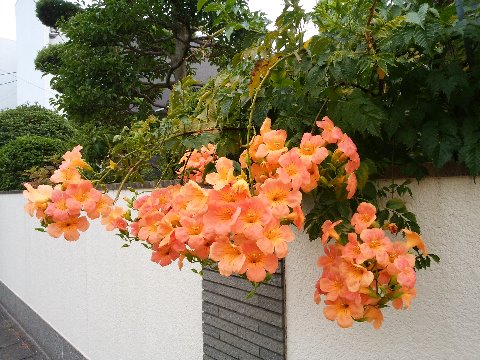 途中のお宅にノウゼンカズラが咲いていました。漢名は凌霄花（りょうしょうか）といって「霄（そら）を凌ぐ花」の意味だそうです。難しい漢字ですね。