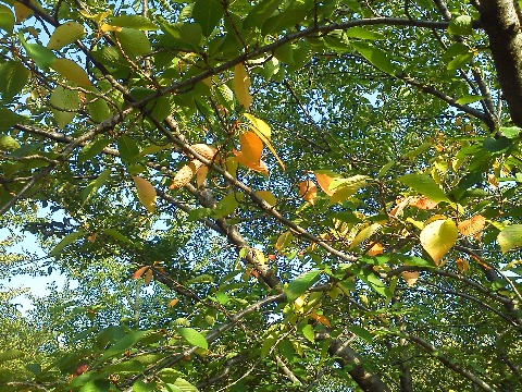 ソメイヨシノの葉が，もう色づき始めています．桜はもちろん花も新緑も良いですが，私はこの黄葉も好きなので，これからが楽しみです．