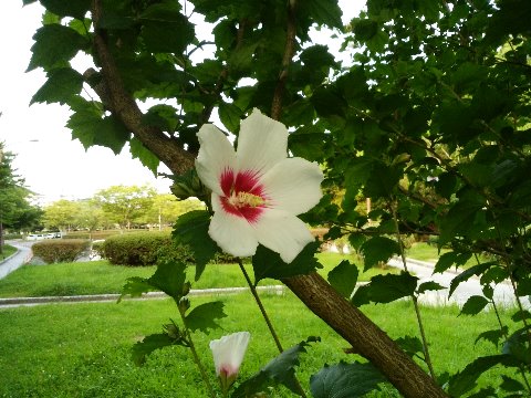 春日公園でムクゲ（木槿）が咲いています。この花が韓国の国花なのはたしか去年もご紹介しましたが、韓国ではホテルの等級も星ではなくこのムクゲの数で表示するのだそうですよ。ムクゲ５個のホテルが特級･･という具合です。