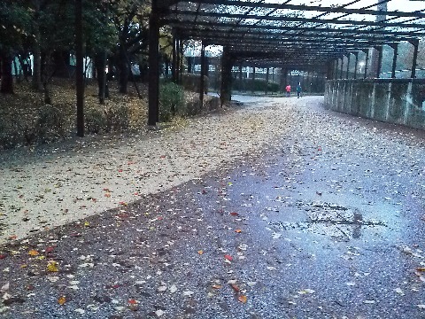 雨のせいで一段と落ち葉が多く，走路一杯に広がっていました．落ち葉を踏んで走るのもたまには良いですけどね．