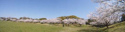 ぐるりと１周続く満開の桜、なかなか壮観です。