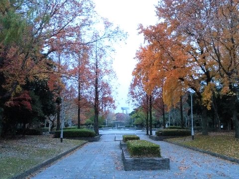 今朝の春日公園、まだ鮮やかさも残ってはいるものの、もうだいぶ葉っぱも落ちて初冬の雰囲気です。　私の人生も今この辺りでしょうか。いや、もっと進んでいるかな･･･