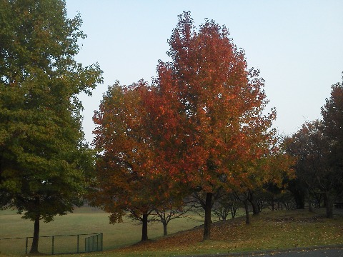 春日公園に１週間近く行かなかった間に，樹々の紅葉がだいぶ進んでいました．