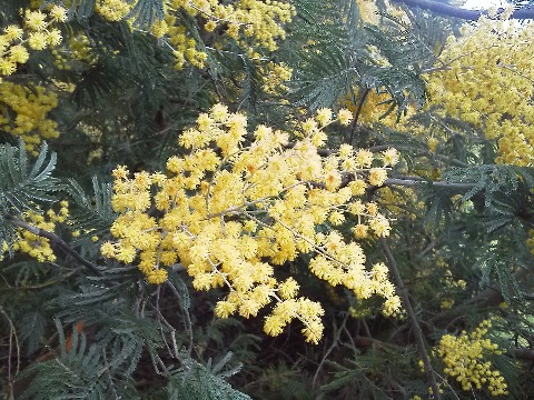 これは，ミモザの花です．でもほんとはフサアカシアという名前で，ミモザは本来はオジギソウのことだそうです．幸せの黄色いハンカチのエピソードを思い出させるように黄色い花が盛りです．　ミモザサラダって知ってますか？　私はよく知らなかったのですが，裏ごししたゆで卵の黄身をふりかけたサラダで，その黄身がこの花のように見えることから名づけられたとのことです．