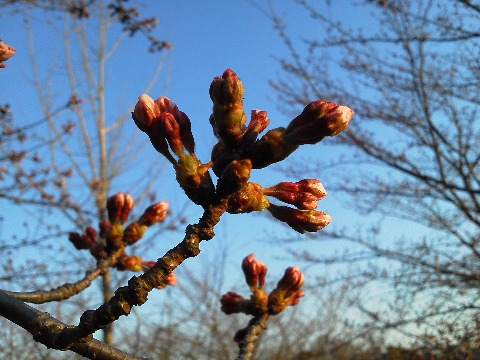 春日公園のまだ１輪も咲いていない樹でももうこんな具合です．開花はすぐですね．