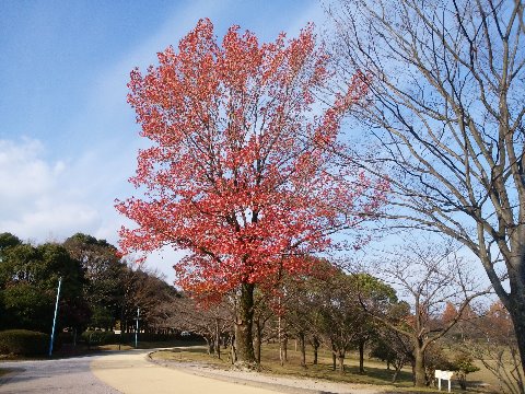 久しぶりの春日公園ですが、まだモミジバフウ（紅葉葉楓）の紅葉がきれいでした。