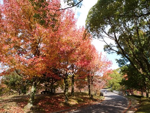 春日公園も紅葉・黄葉が進んでいます。毎年最初に色づくのがこの紅葉葉楓です。今年も良い色になってくれました。