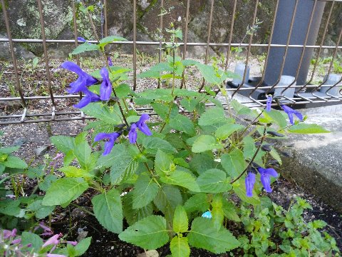 春日公園のたっち花だんで、メドーセージ（サルビアガラニチカ）が咲いています。きれいなブルーですよね。