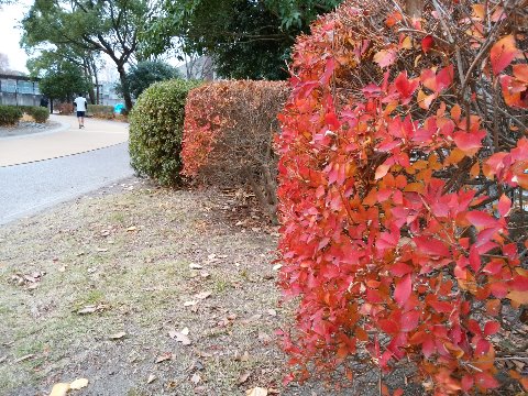 その春日公園の紅葉や黄葉、大きい木々はもうあらかた落葉してしまいましたが、まだこんな素敵な色を見せてくれる小さい木もありますよ。