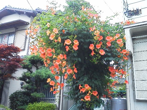 公園への途中に咲いていたオレンジ色の花です．あちこちで見かける結構目立つ花なんですが，調べてみてもまたまた名前がわかりません･･･
