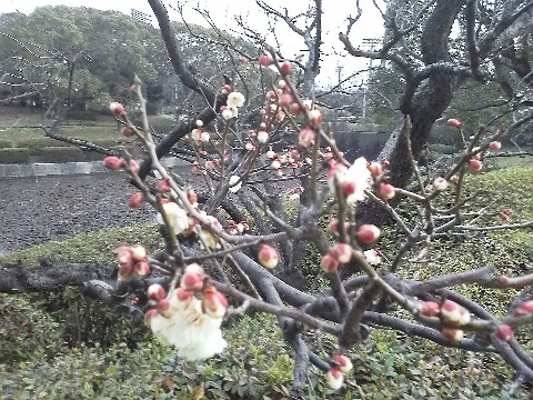 太宰府の飛び梅ももう咲いているとのことですが，春日公園の白梅も負けずに咲き始めています．気温が乱高下するので，梅の木も大変でしょうね．
