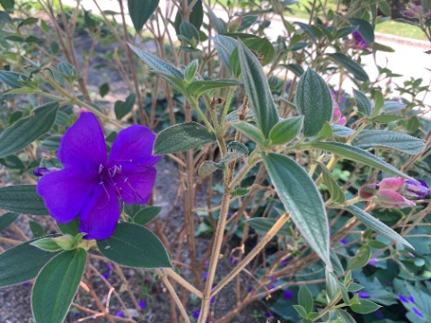 鮮やかな紫色のこの花は、シコンノボタン。　紫紺の牡丹かと思ったら紫紺野牡丹だそうです。　別名スパイダーフラワーというのはこの長いオシベのことでしょうね。