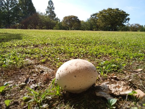 チームの休憩場所近くの草原にダチョウの卵が！？　そんなわけはなくて、先日ご紹介したのと同じ種類のキノコですね。周りには草刈りの時に粉々になったらしいかけらがありましたが、どうやらこの１個だけが無事だったようです。