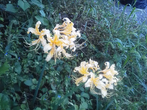 朝ランへの途中のお宅でこんな花が咲いていました．ヒガンバナの園芸品種には，赤だけでなく白や黄色もあるそうなので，これもそのひとつのようです．