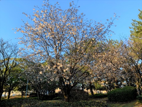 春日公園では、ソメイヨシノはまだまだですが、自然風庭園のオオシマザクラはもう満開です。実物はもう少し白っぽい色なんですけどね。