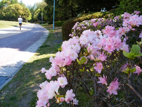 春日公園もツツジがだいぶ咲き始めています。大輪のヒラドツツジも華やかですが、今日は可憐なクルメツツジのほうに目が行きました。