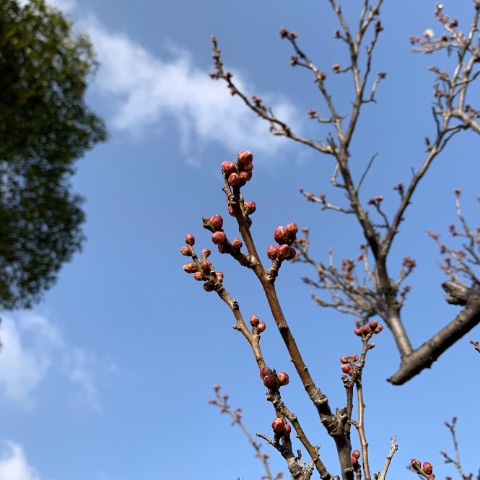梅の蕾がしっかり膨らんできています。　日中の気温がジェットコースターのように乱高下するので、梅の木も開花のタイミングを計りづらいかもしれませんが、もうすぐでしょうね。