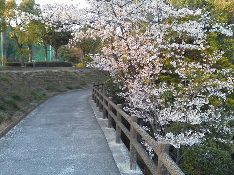 この写真は，走る前なので夜桜ではありませんが，なかなか美しい桜でした．他の地域ではもう散り盛りのところも多い中，まだ花見が楽しめています．