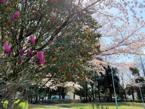その中のひとつの成果がこの写真です。紫の紫木蓮・紅の椿・薄紅色の桜が艶やかさを競っています。