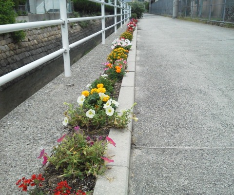 この写真は，今朝のコース沿いの花々で，先日地元の方？が植え替えておられました．無事に根付いたようです．