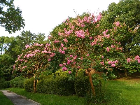 春日公園の何カ所かでサルスベリ（百日紅）が咲いています。この自然風庭園では、満開の樹が２本並んで見事でした。