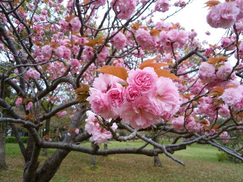 これは「八重の桜」です。「」をつけると大河ドラマですね。ソメイヨシノがすっかり葉桜になったあとなのでえらく目立ちます。　去年は、これがどうしても桜餅に見える、というコメントもいただきましたが･･･