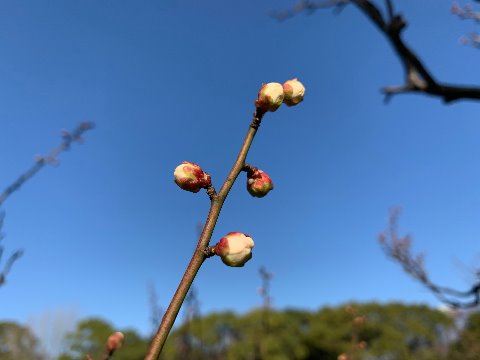 春日公園の白梅は、例年より開花が遅いように思います。それでも何輪かは咲いていましたし、蕾もこんなにふくらんでいます。