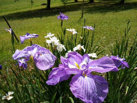 先日の太宰府の菖蒲池のような豪華さはありませんが、春日公園でも菖蒲が咲いています。