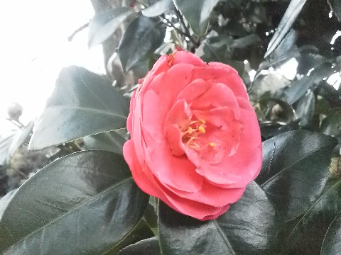 花の少ない時期の春日公園ですが，赤い花がちらほら咲き始めています．椿もありますが，これは花びらがバラバラに落ちているのを見るとたぶん山茶花ですね．