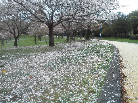 ちょうどほぼ満開となった春日公園の桜に，昨日は無情の風雨．今日は降りませんでしたが，明日はまた雨のようです．　　花の命は短くて苦しきことのみ多かりき　林芙美子の言葉が浮かびます･･･なぁんて．工学部出身ですけどね．