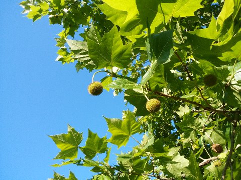 タイワンフウ（台湾楓）が青々とした実をつけています。成熟すると褐色になって、葉が落ちて枝だけになるとよく目立ちますが、緑の葉が茂っていると目に付きにくいですね。