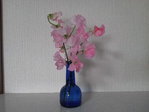 生け花というほどのものじゃないですが，スイートピーのピンクと花器？のブルーがきれいでしょう？　この器は，バレンタインにもらったお酒の瓶です．