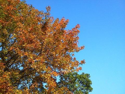 青空を背景にして，朝日を浴びた紅葉がきれいでした．