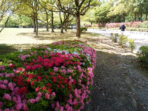 さて、クルメツツジが満開です。特にここではご覧の通り、赤やピンク、白色の花が一緒に咲いています。　みんな違ってみんな良い、これぞダイバーシティ、多様性！なぁんてね。