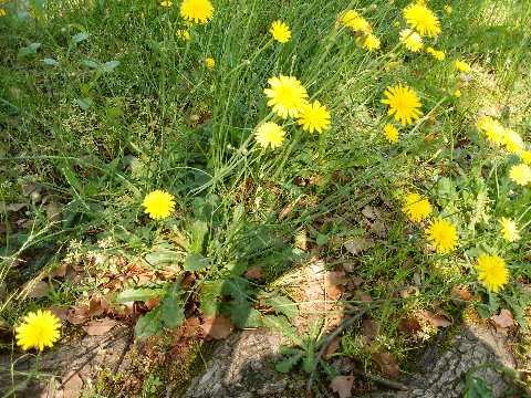 先週の12日（金）に、名前が分からないまま写真をアップした黄色い花ですが、知人の物知りさんから「ブタナじゃないかな」とコメントをいただきました。　あらためて確認すると、「タンポポに似た外観、葉が付いていない花茎が途中で枝分かれしてそれぞれの頭に黄色い花をつける」との特徴通りで、これに間違いないようです。K沼さん、ありがとうございました。　それにしても、ブタナは「豚菜」で、フランスでの俗名 Salade de porc（ブタのサラダ）が由来とのことです。　なんだかちょっとかわいそうな名前ですね。でも、若葉はクセが少なく人間も食べられるそうですよ。
