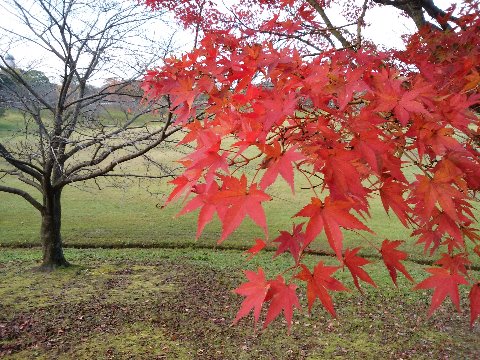 今年は夏の高温や長雨のせいで紅葉があまりきれいでないとの話も聞きますが、春日公園ではこんな鮮やかな紅葉も見られます。