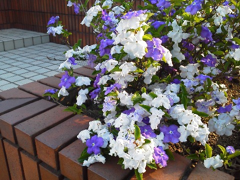 この花は春日公園へ行く途中のお宅のものですが，他のところでも見かけました．名前は分からないのですが，ひとつの株に紫と白の花が咲いてきれいです．この組み合わせの色は，ガーミン220Jにもありますよね．
