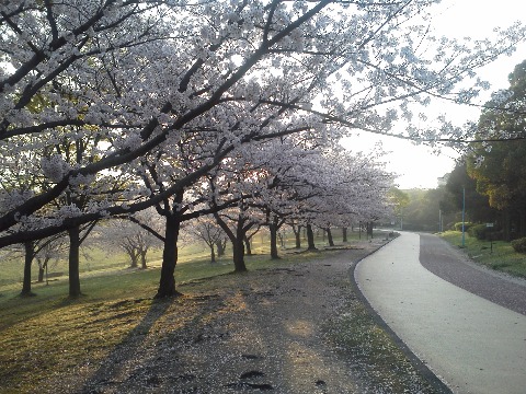 だいぶ前の春日公園で枝だけの桜を写したのと同じポイントでの今日の桜です．土日の雨にも負けず，まだ満開と言えそうな咲き具合です．
