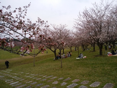 桜そのものは，まだ５，６分咲きといった感じですかね．