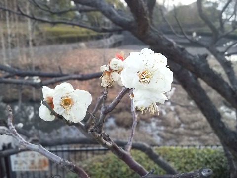 春日公園で，先日とは別の白梅がきれいだったので写してきました．