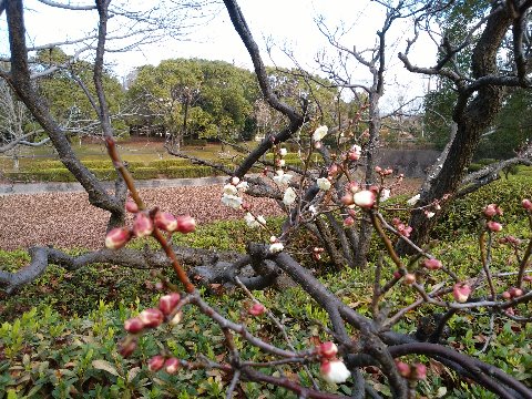 先日の太宰府天満宮ではもう飛び梅が咲いていましたが、周回路脇の白梅ももうしっかり咲いています。