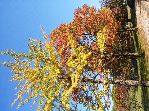 　この写真は、もちろんそんなカメラではなく、ありきたりのスマホで写したものです。　秋の青空を背景にした黄葉・紅葉がきれいでした。