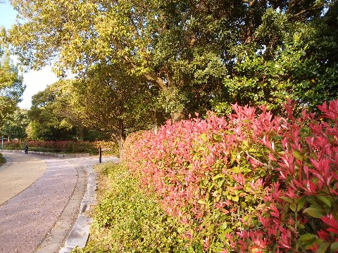 公園では、ベニカナメモチ（紅要黐）の新芽が朝日に輝いています。